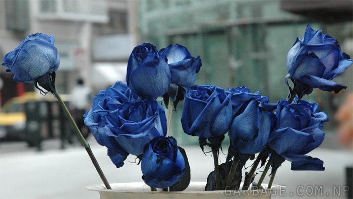 Bunch of blue roses being sold in the streets of San Francisco, California. This was the first time I ever saw a blue rose.