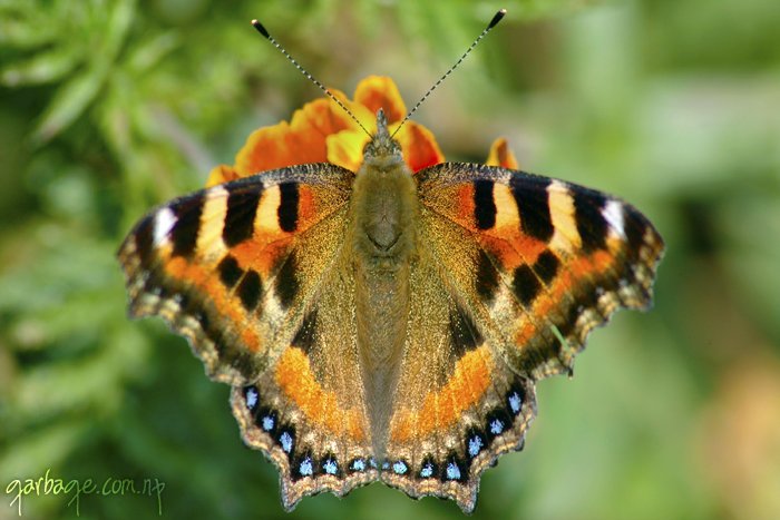 A colorful moth in my garden.